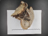 登錄號:F0009791藏品圖，第5張