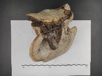 登錄號:F0009791藏品圖，第6張
