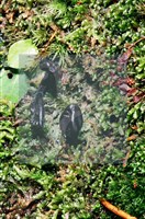 登錄號:F0009793藏品圖，第4張