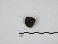 登錄號:F0009794藏品圖，第1張