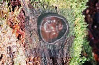 登錄號:F0009794藏品圖，第4張