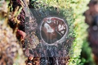 登錄號:F0009794藏品圖，第5張