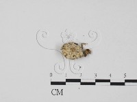登錄號:F0009795藏品圖，第1張