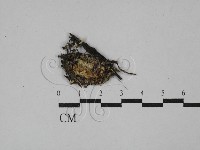 登錄號:F0009798藏品圖，第1張