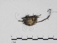 登錄號:F0009798藏品圖，第3張