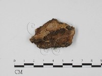 登錄號:F0009801藏品圖，第1張