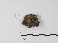 登錄號:F0009803藏品圖，第1張