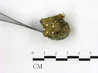 登錄號:F0009804藏品圖，第3張