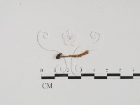 登錄號:F0009806藏品圖，第1張