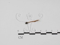 登錄號:F0009806藏品圖，第3張