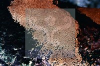 登錄號:F0009808藏品圖，第3張