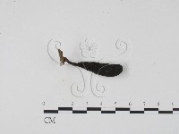 登錄號:F0009811藏品圖，第3張