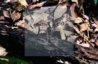 登錄號:F0009811藏品圖，第4張