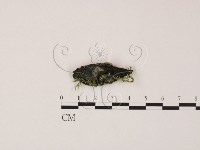 登錄號:F0009814藏品圖，第1張