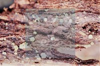 登錄號:F0009818藏品圖，第3張