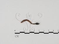 登錄號:F0009821藏品圖，第3張