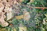 登錄號:F0009821藏品圖，第4張