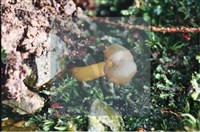 登錄號:F0009821藏品圖，第6張