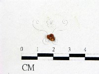 登錄號:F0009824藏品圖，第1張