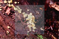 登錄號:F0009824藏品圖，第3張