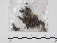 登錄號:F0009826藏品圖，第1張