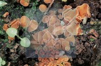 登錄號:F0009827藏品圖，第5張