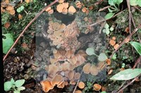 登錄號:F0009827藏品圖，第6張