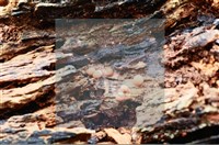 Accession Number:F0009830 Collection Image, Figure 3, Total 3 Figures