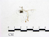 登錄號:F0009832藏品圖，第1張