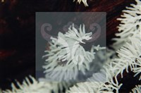 登錄號:F0009834藏品圖，第4張