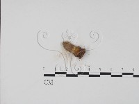 登錄號:F0009838藏品圖，第3張