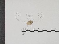 登錄號:F0009841藏品圖，第3張