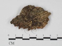 登錄號:F0009842藏品圖，第1張