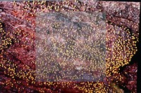 登錄號:F0009843藏品圖，第3張