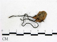 登錄號:F0009844藏品圖，第1張