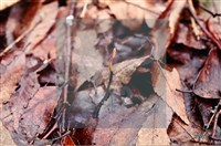 登錄號:F0009844藏品圖，第4張