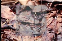 登錄號:F0009844藏品圖，第5張