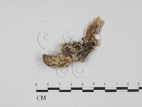 登錄號:F0009845藏品圖，第1張