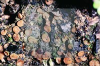 登錄號:F0009846藏品圖，第4張