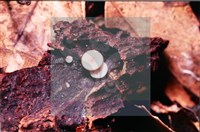 登錄號:F0009852藏品圖，第4張