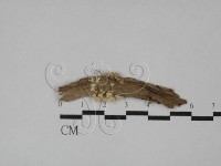 登錄號:F0009854藏品圖，第1張