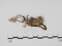 登錄號:F0009855藏品圖，第3張