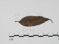 登錄號:F0009856藏品圖，第3張