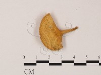 登錄號:F0009857藏品圖，第1張