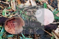 登錄號:F0009857藏品圖，第4張