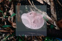 登錄號:F0009857藏品圖，第5張