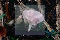 登錄號:F0009857藏品圖，第7張