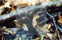 登錄號:F0009859藏品圖，第4張