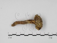 登錄號:F0009860藏品圖，第1張