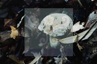 登錄號:F0009860藏品圖，第4張